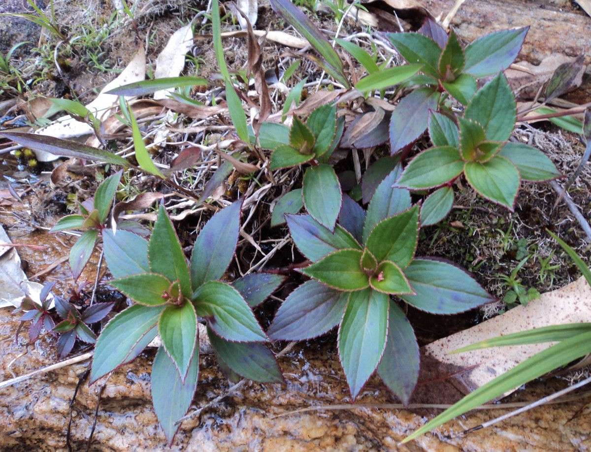 Impatiens elongata Arn.